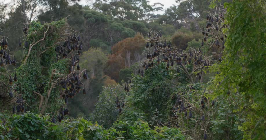 A large colony of bats are hanging upside down on tree branches overlooking the woods