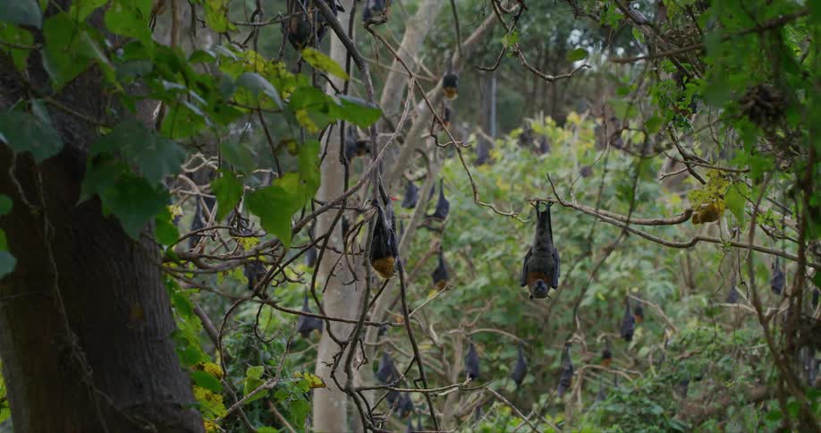 A colony of bats are hanging upside down on tree branches and another bat joins them and another one flies around the trees
