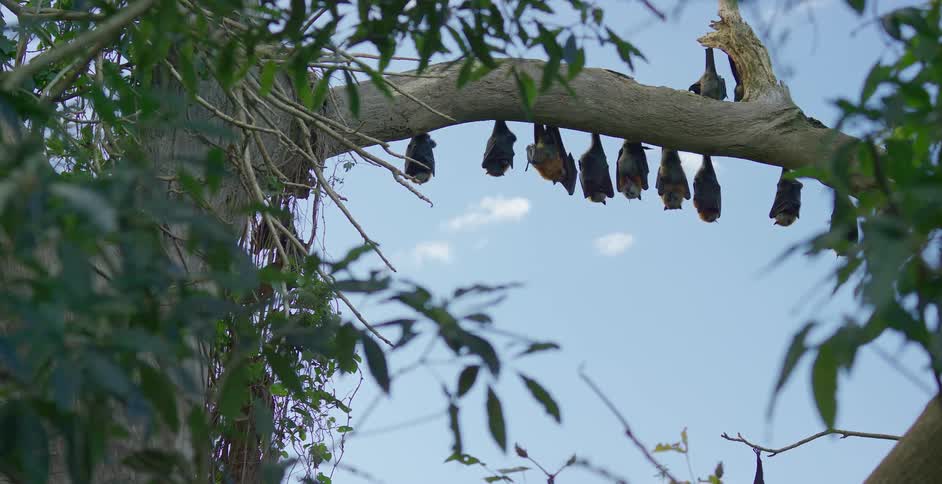 A colony of bats are hanging upside down on a tree branch