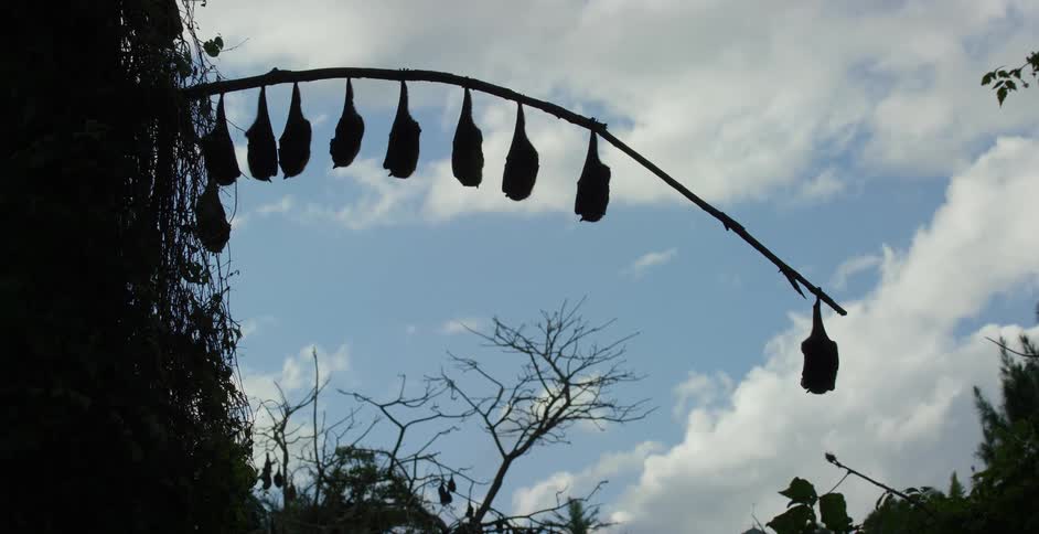 Hanging bats are silhouetted against the sky