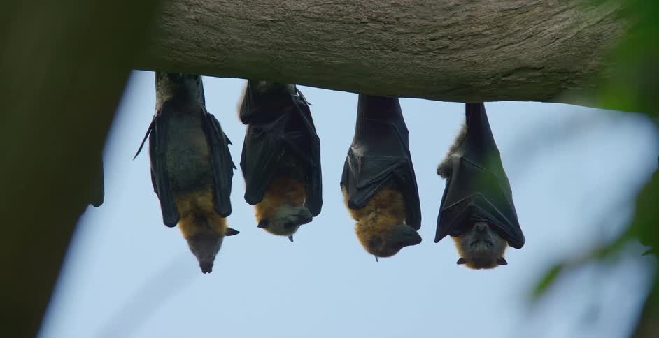 A group of five fruit bats hang upside down from a thick branch