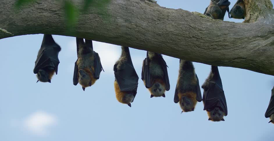 A group of bats hanging from a larger tree branch scratching themselves and looking forward