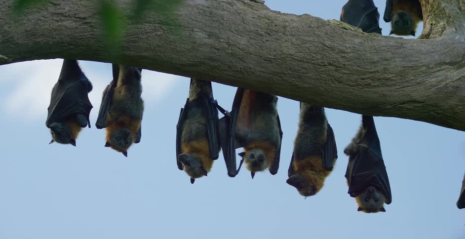 The view is of animals that are located in the jungle