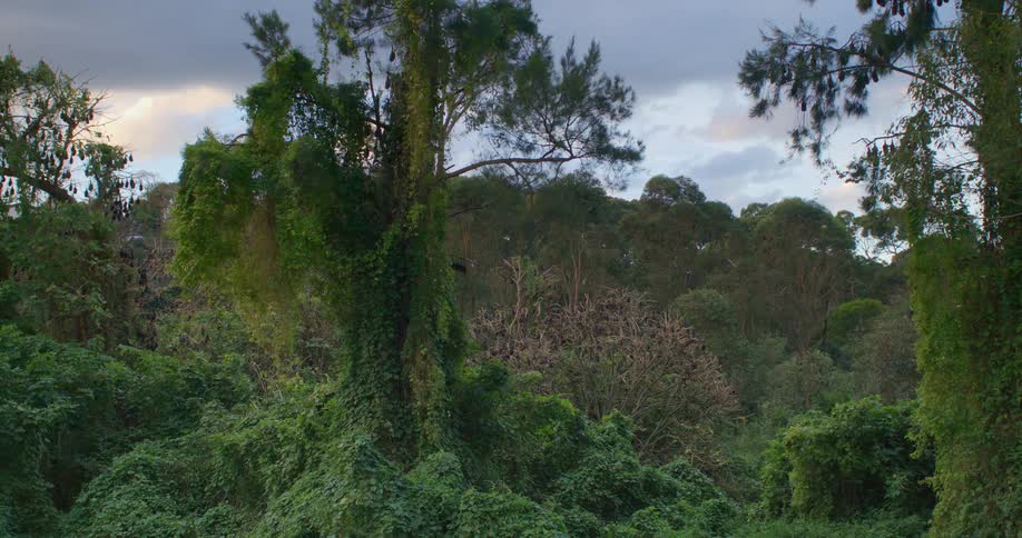 Vines cover tree trunks in the woods under a cloudy sky