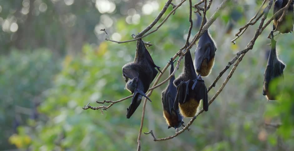 Bats hanging from small tree branches while they scratch themselves