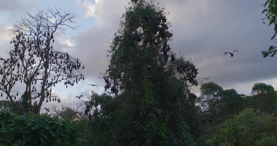 A flock of birds flies by a tree making the bats in it take flight