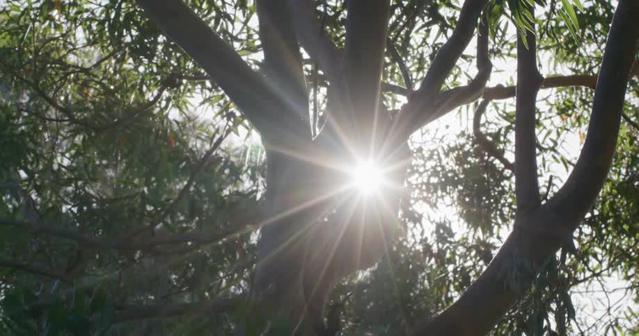 The view is of the nature area and you can see the sun light