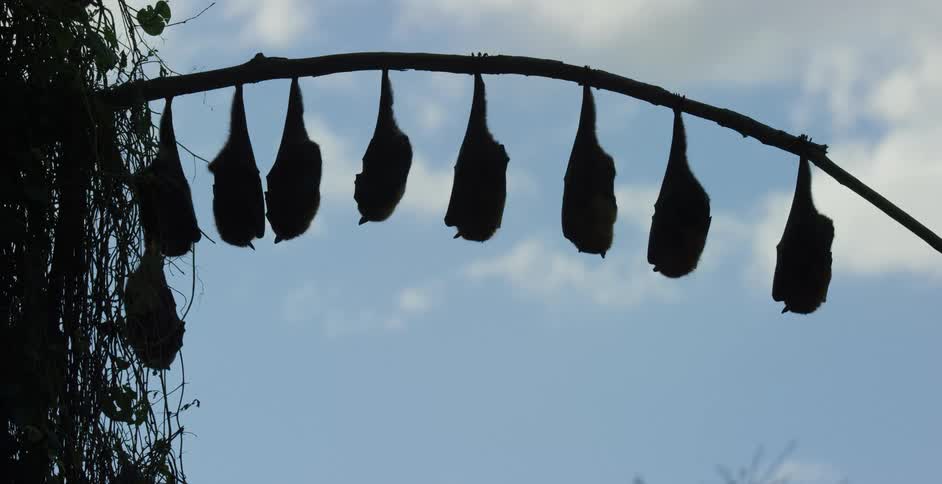 A small group of bats hanging from a small branch while sleeping