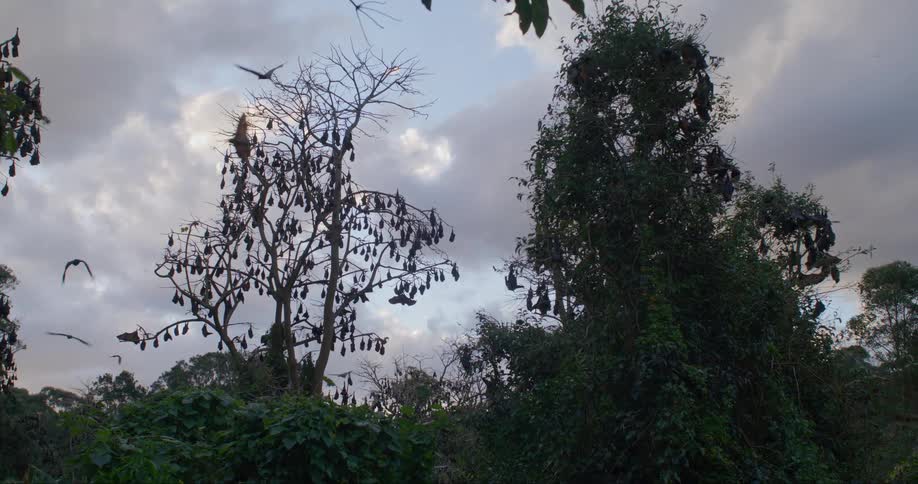 Large birds flock to the tops of tall trees