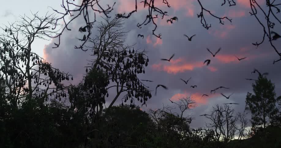 The silhouette of birds flying and bats hanging in the trees at dusk