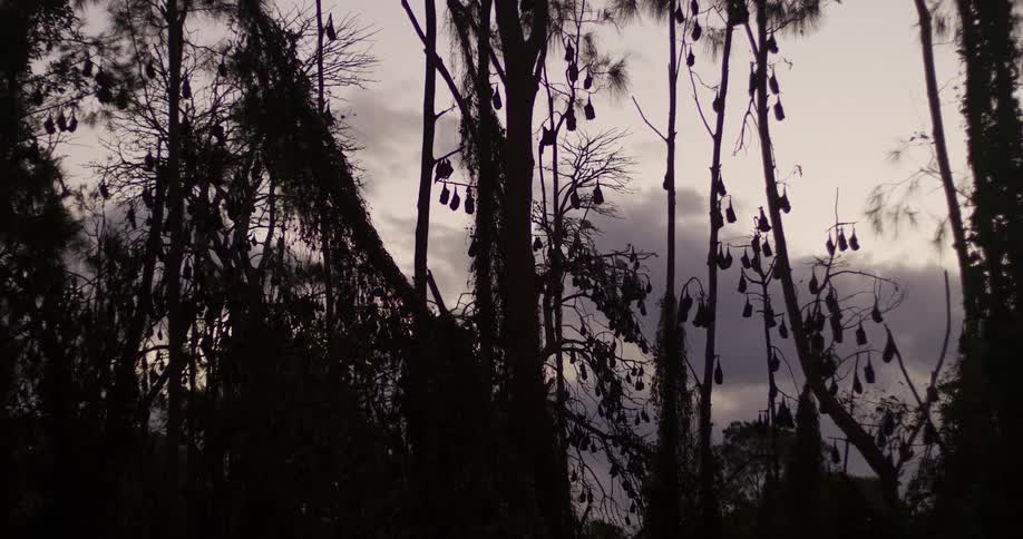 Birds flying over trees where tens of bats are sleeping hanging upside down