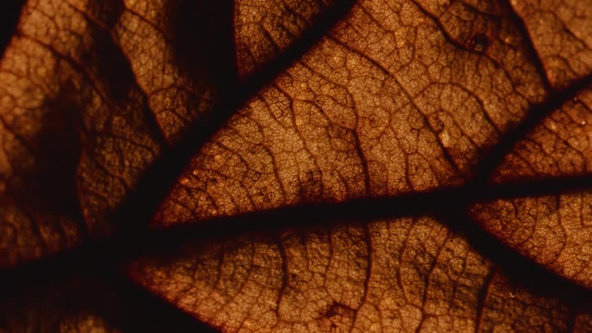 Close up of brown leaf