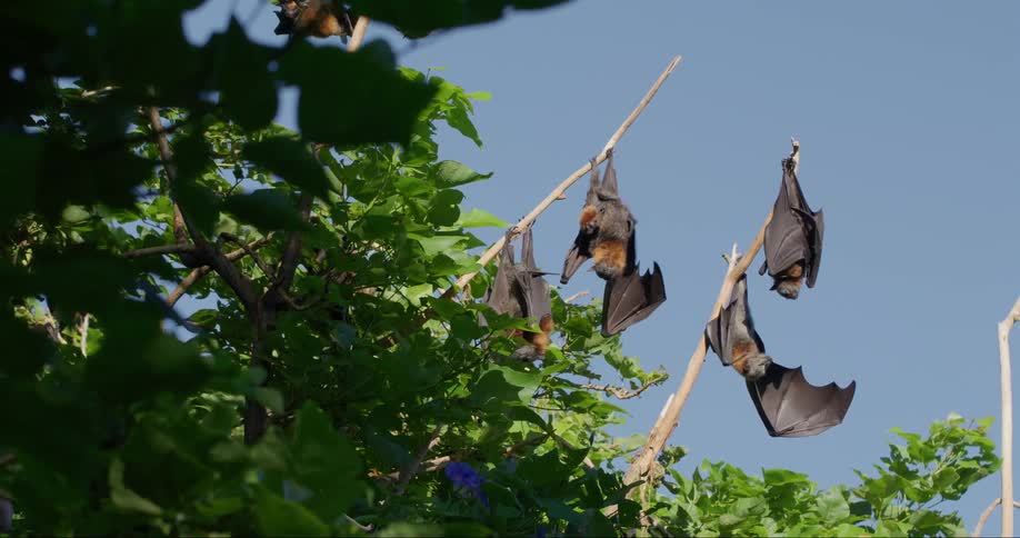 A group of bats hang upside down from a tree during the day