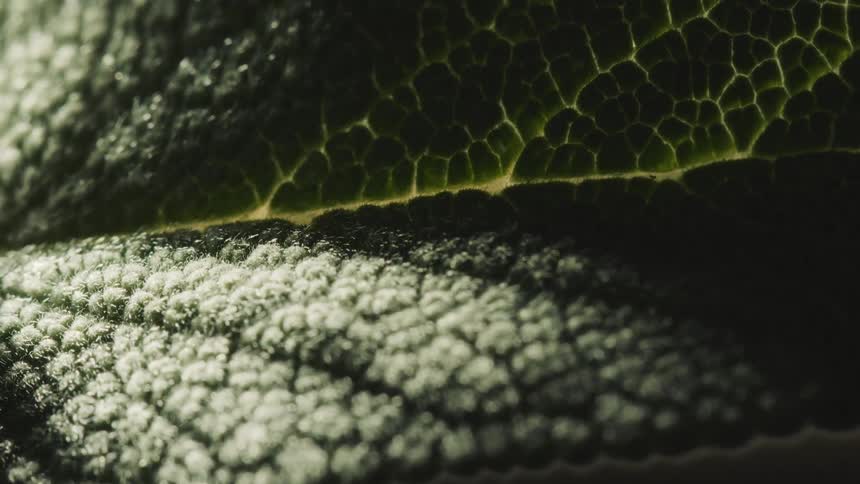 A closeup of a leaf twisting the light shifting the focus from the green surface to the ridges within it