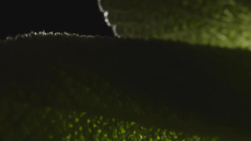A closeup of a green leaf being turned around