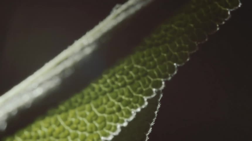 Green olive tinted leaves with short fuzz contrast with darkness under a beam of light