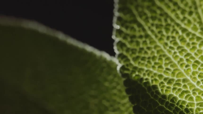 Olive green textured surface of leaves contrast with black