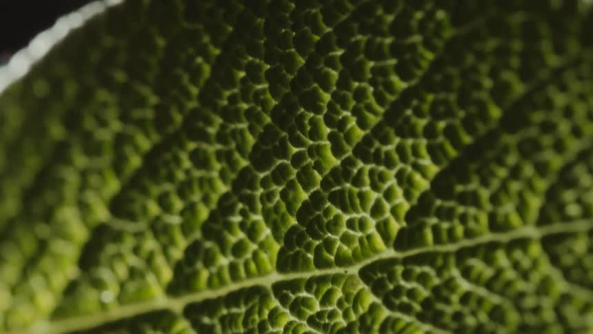 Close up view of a leaf is displayed