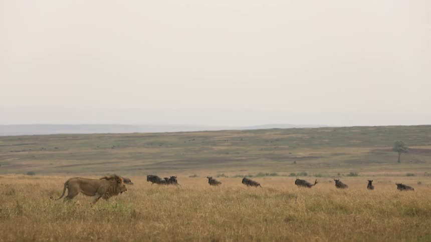 A male lion slowly walking across a grassland while a herd of black rhinos run in the distance