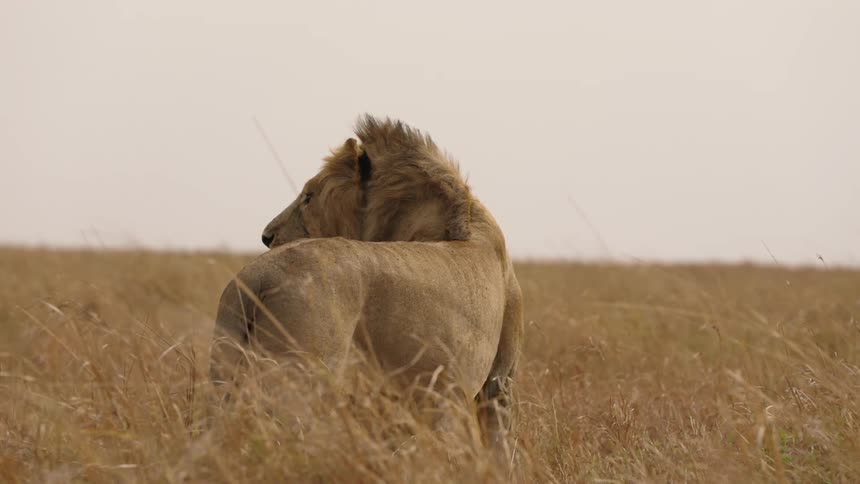 A lion stands in tall weeds in a field