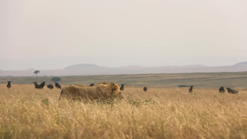A maned lion walks through a field past other animals