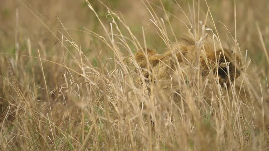 A lion lying in tall grass in a field