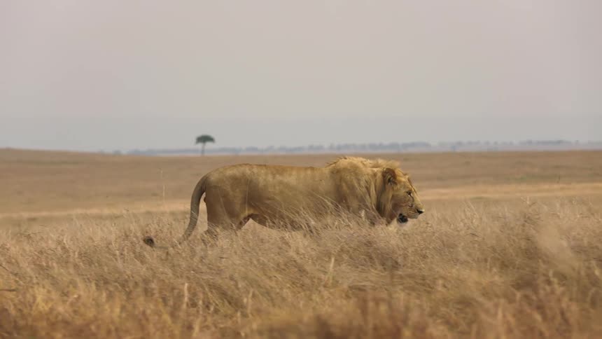 A lion is walking across a field through tall dry grass