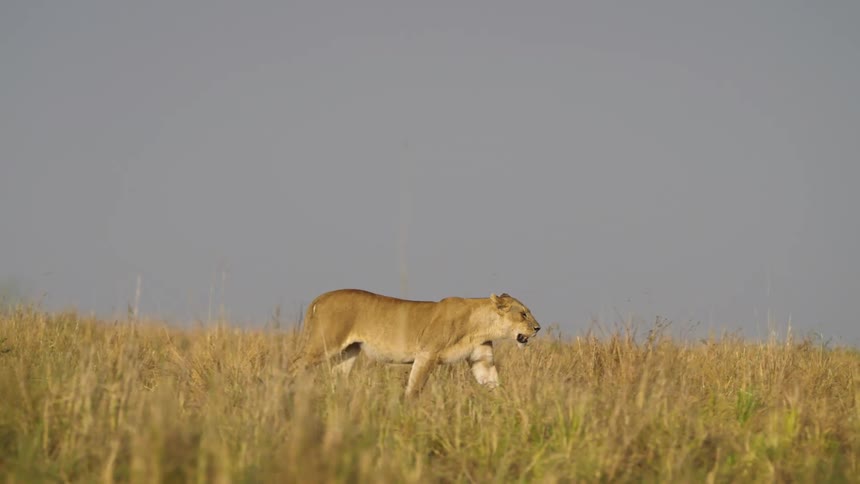 The sun shines brightly upon a lion as it walks through a field of dry grass and plants