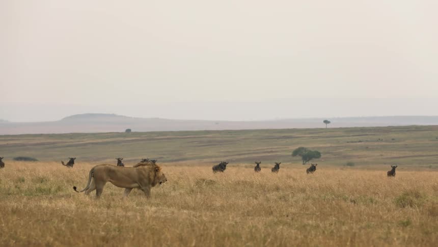 A lion strides across a dry grassy field as oxen observe him from afar
