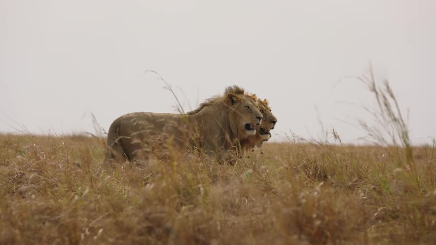 A lion stands in a grassy field as two other lions walk towards it