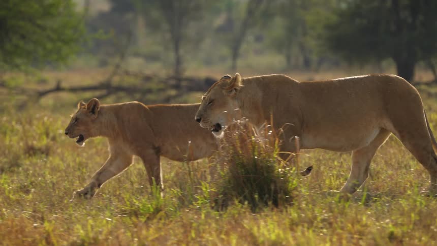 A pair of lions walk side by side as they cross a grassy field