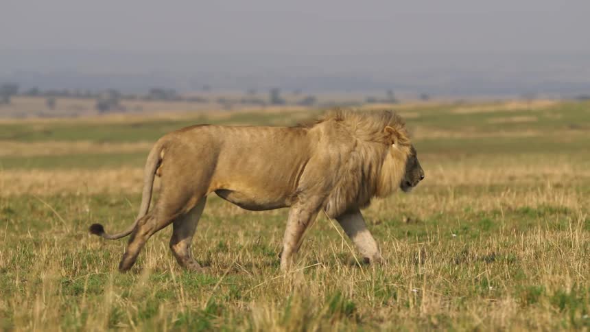 The sun shines on a lion as it walks across a field