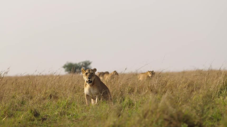 A group of female lions wandering a grassy plain in africa hunting walking around