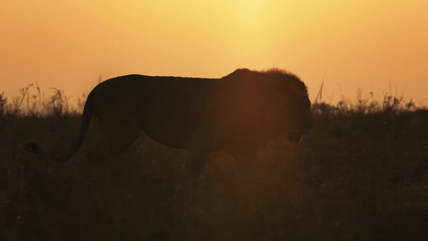 A lion walks through a grassland as the sun sets