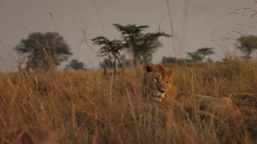 A lion rests in tall grass in a field