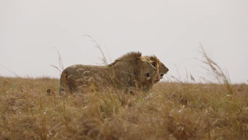 A group of lions standing in the wild