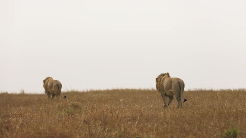 Three lions walk in slow motion in a grassy open field