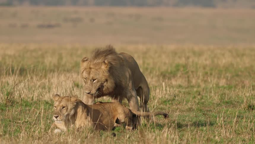 Two lions are walking across a field and the male flirts with the female and they begin to mate