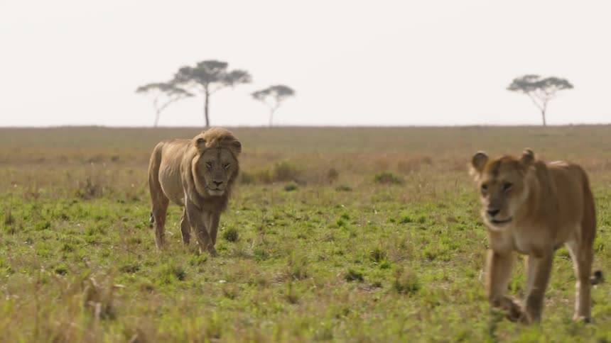 Male lion walking roaming african savanna lioness crosses in front daytime