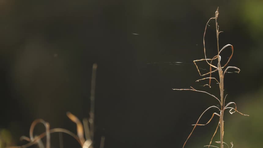 Spider web on dead plant in the field