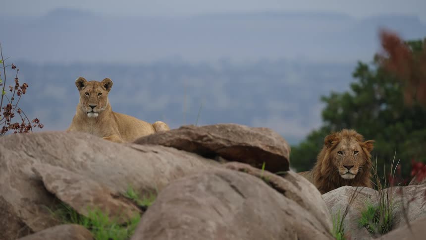Male and female lion sitting on a boulder in a zoo habitat surveying the environment sunbathing