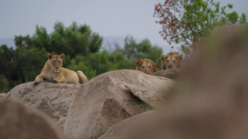 Lions are relaxing outside lying on boulders and there are trees in the distance
