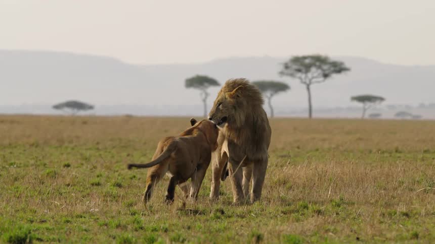 Lioness walks up to lion to mate with in the field
