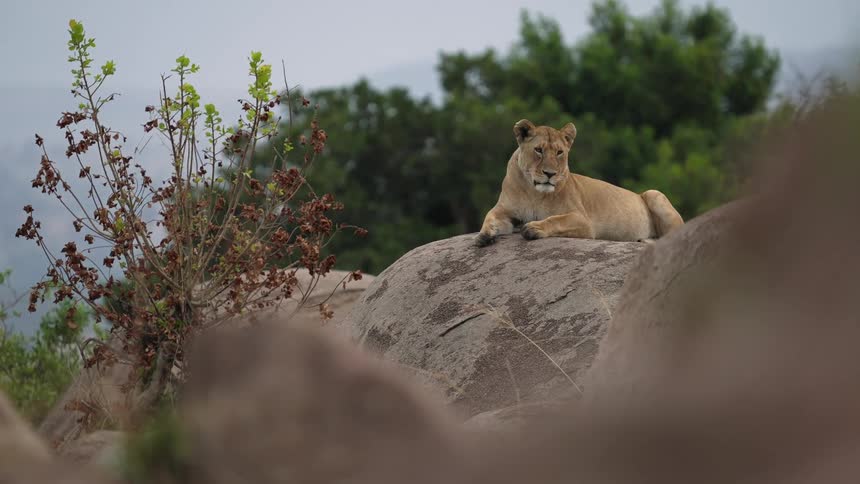 A lion rests on top of the stone