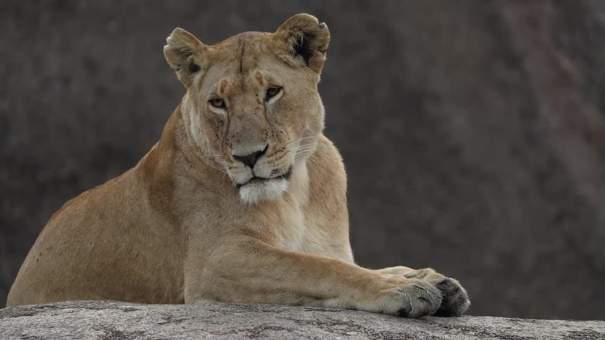 Lioness sitting on a rock sunning herself flicks ear opening and closing eyes