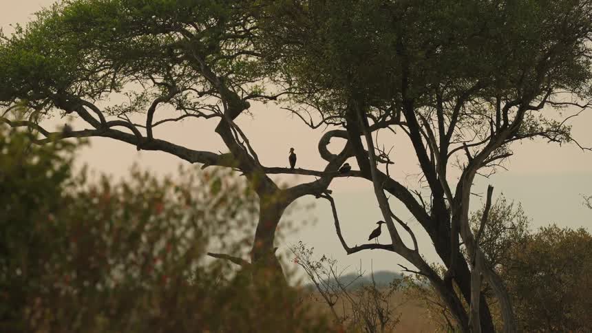 Birds are sitting on the branches of trees looking around and there is a mountain in the distance