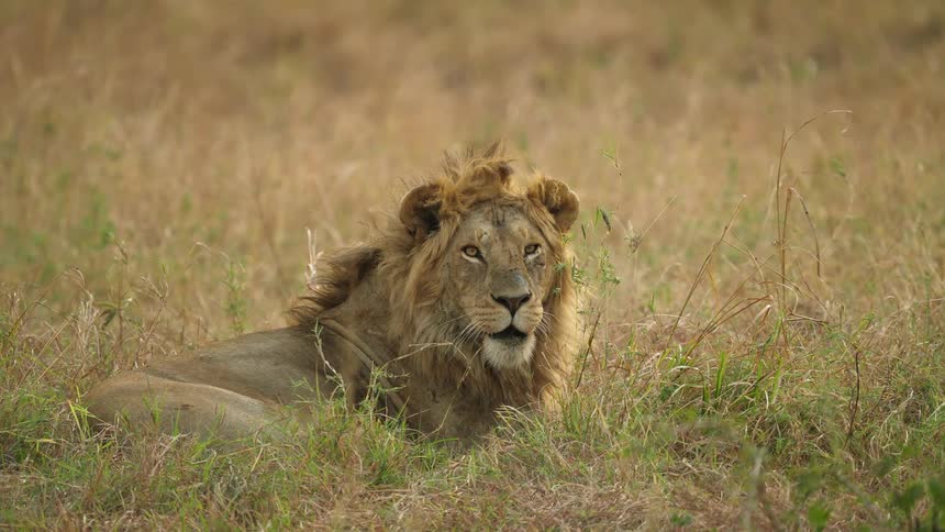 A lion rests in a grassy field blinking and slightly moving his head