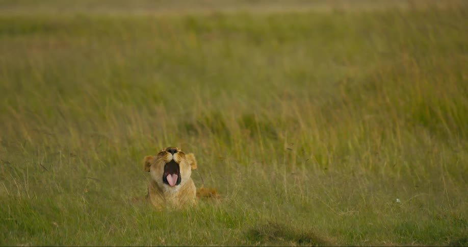A lion is lying in the tall grass as it moves in the breeze and opens its mouth wide letting out a big yawn