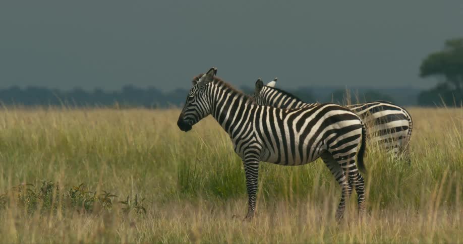 A pair of zebras calmly stand near each other in a grassy field