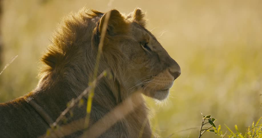 A lion rests in a field blinking but otherwise not moving